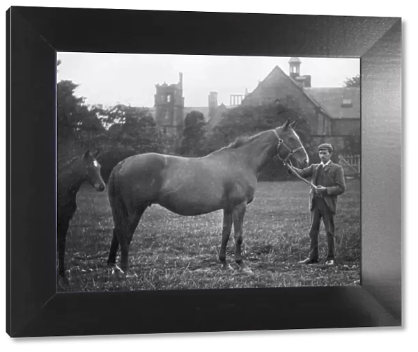 St Marguerite, British racehorse, 1895 (1938)