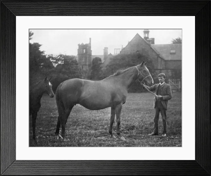 Framed Print : St Marguerite, British racehorse, 1895 (1938) Framed Print : St Marguerite, British racehorse, 1895 (1938)