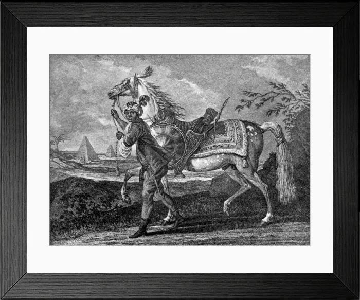 Framed Print : Turkish Arabian horse, 1722 (1938) Framed Print : Turkish Arabian horse, 1722 (1938)