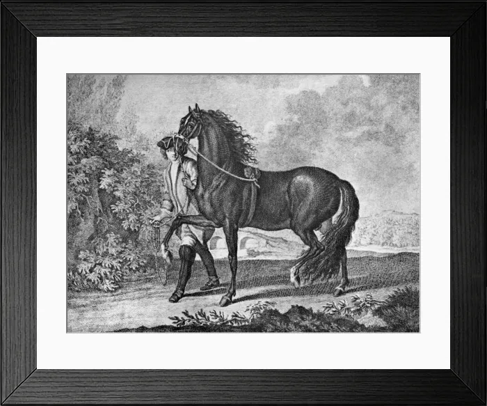Framed Print : Italian Neapolitan horse, 1722 (1938) Framed Print : Italian Neapolitan horse, 1722 (1938)