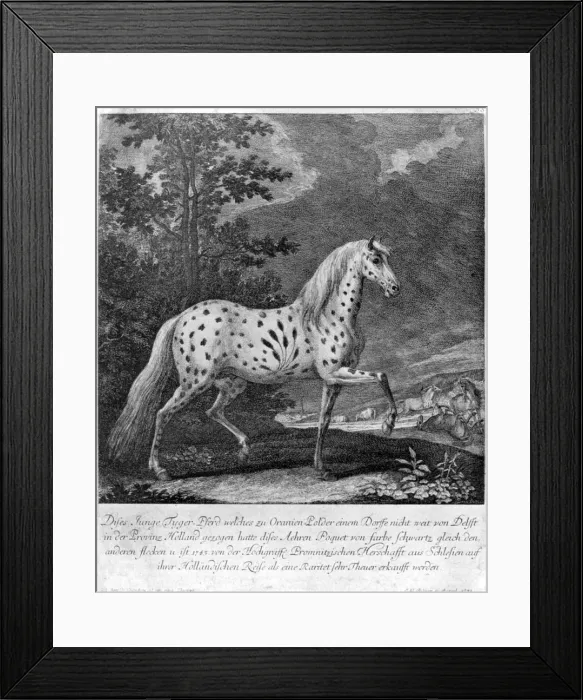 Framed Print : A freak in colour, Germany, 1722 (1938)