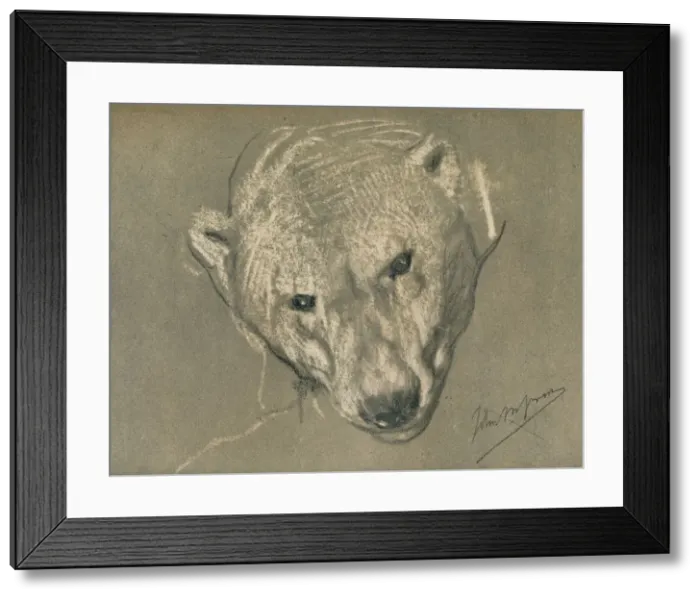 Framed Print : Study of a Polar Bears Head, c1901. Artist: John MacAllan Swan Framed Print : Study of a Polar Bears Head, c1901. Artist: John MacAllan Swan