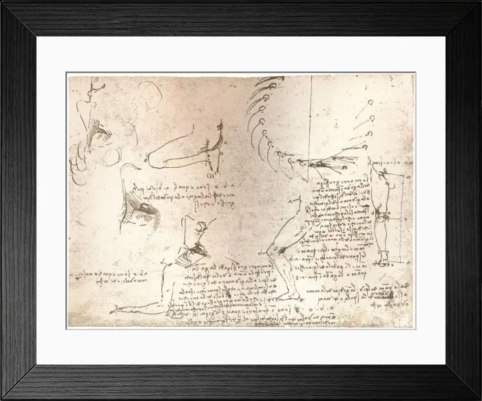 Framed Print : Sketches illustrating the theory of the proportions of the human figure, c1472-c1519 (1883). Artist: Leonardo da Vinci Framed Print : Sketches illustrating the theory of the proportions of the human figure, c1472-c1519 (1883). Artist: Leonardo da Vinci