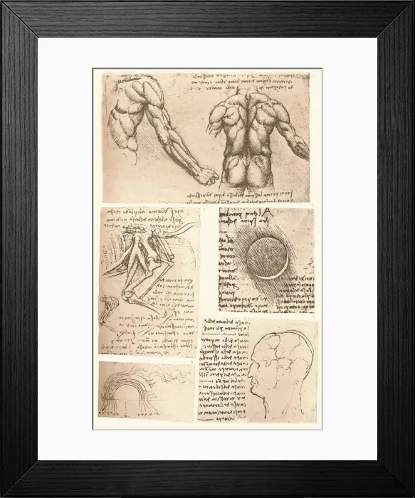 Framed Print : Four anatomical drawings, c1472-c1519 (1883). Artist: Leonardo da Vinci Framed Print : Four anatomical drawings, c1472-c1519 (1883). Artist: Leonardo da Vinci
