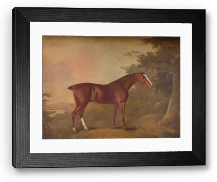 Framed Print : A Dark Chestnut, 1788. Artists: John Boultbee, Unknown Framed Print : A Dark Chestnut, 1788. Artists: John Boultbee, Unknown