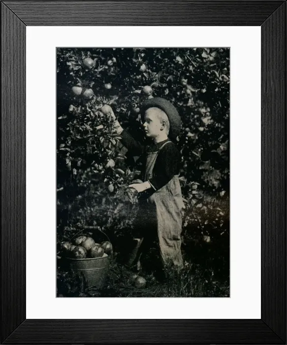 Framed Print : In One Of Ontaarios Fruitful Orchards, c1934 Framed Print : In One Of Ontaarios Fruitful Orchards, c1934