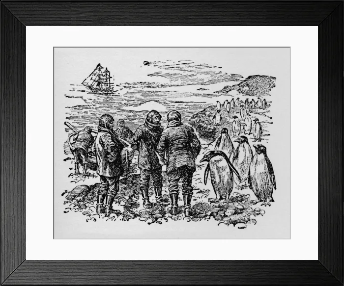 Framed Print : Landed on a small island inhabited by myriads of penguins, c1918 Framed Print : Landed on a small island inhabited by myriads of penguins, c1918