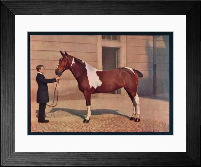 Framed Print : A photograph of a horse taken with a Zeiss Tessar lens, c1908. Artist: Franz Kuhn Framed Print : A photograph of a horse taken with a Zeiss Tessar lens, c1908. Artist: Franz Kuhn