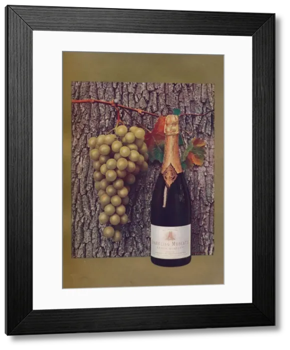 Framed Print : An advertisement for Sparkling Muscatel, c1908. Artist: John Swain & Son Framed Print : An advertisement for Sparkling Muscatel, c1908. Artist: John Swain & Son