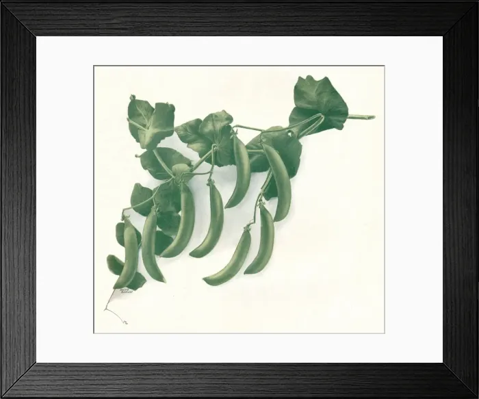 Framed Print : Green Peas, c1908. Artist: W&G Baird Ltd Framed Print : Green Peas, c1908. Artist: W&G Baird Ltd