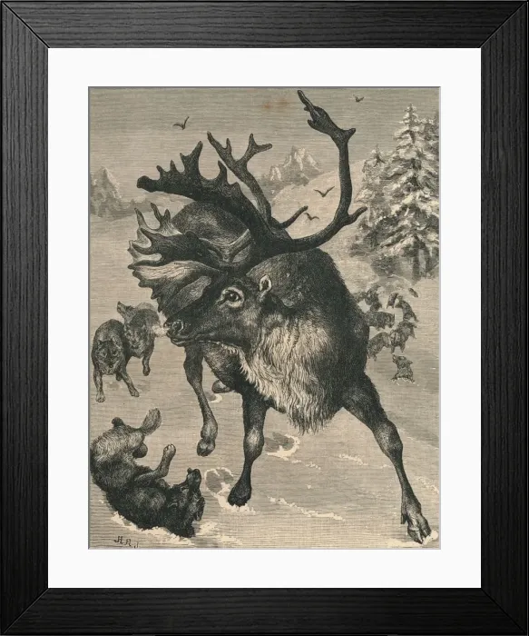 Framed Print : The Reindeer, c19th century