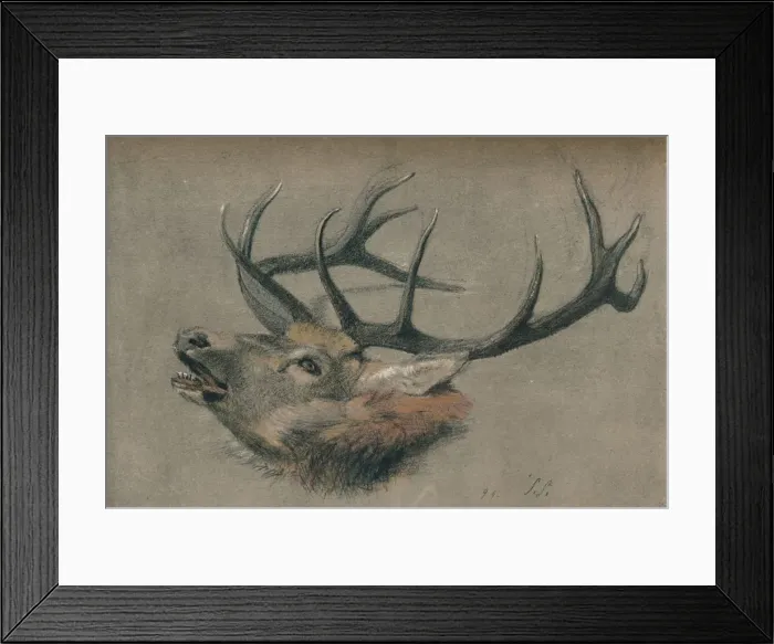 Framed Print : Study of a Stags Head, c1901. Artist: John Sydney Steel Framed Print : Study of a Stags Head, c1901. Artist: John Sydney Steel