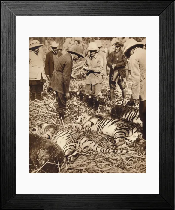 Framed Print : A royal bag of tigers, 1911 (1935) Framed Print : A royal bag of tigers, 1911 (1935)
