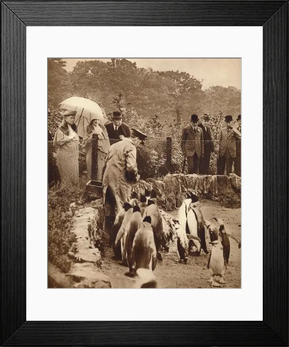 Framed Print : Penguins on parade for the King, 1934 (1935) Framed Print : Penguins on parade for the King, 1934 (1935)