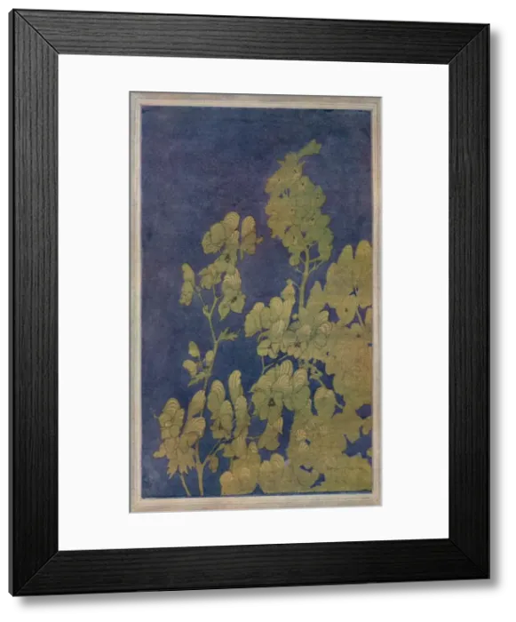 Framed Print : Monk s-Hood, c1922. Artist: Harriet Sibyl Meugen Framed Print : Monk s-Hood, c1922. Artist: Harriet Sibyl Meugen