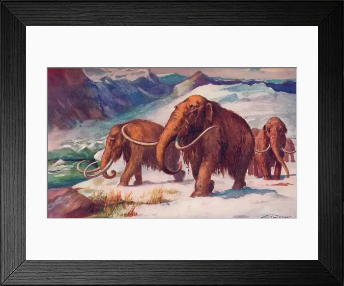 Framed Print : The early Ice Age, when mammoths roamed the Earth and Man was arising, 1907 Framed Print : The early Ice Age, when mammoths roamed the Earth and Man was arising, 1907