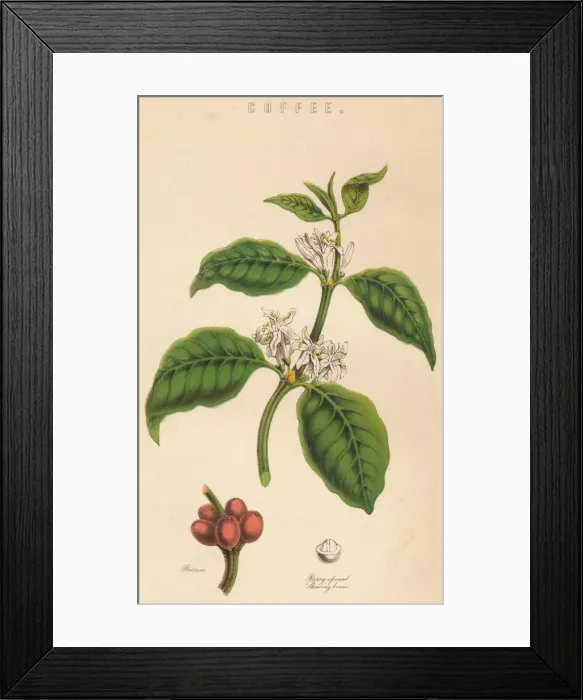 Framed Print : Coffee, c19th century Framed Print : Coffee, c19th century
