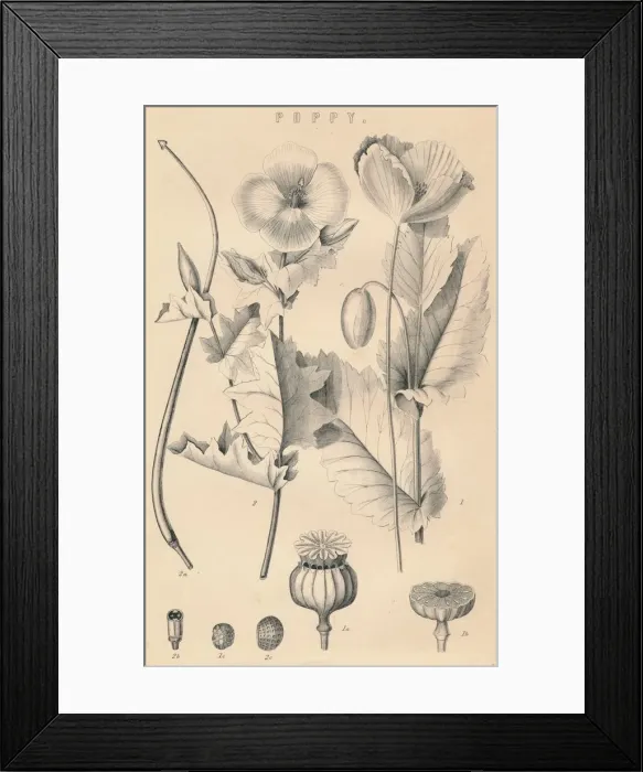 Framed Print : Poppy, c19th century Framed Print : Poppy, c19th century