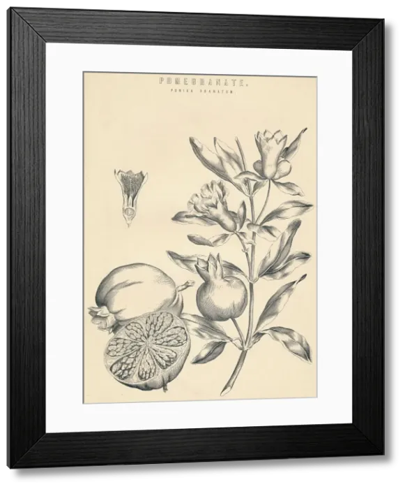 Framed Print : Pomegranate, c19th century Framed Print : Pomegranate, c19th century