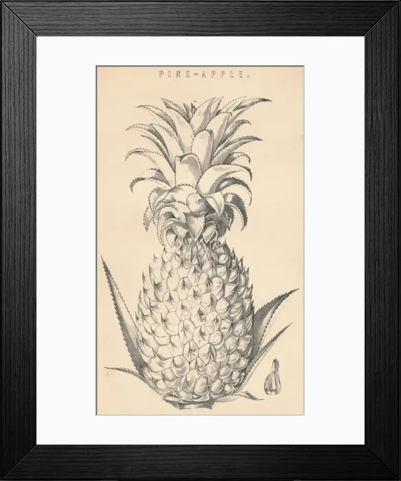 Framed Print : Pine-Apple, c19th century Framed Print : Pine-Apple, c19th century