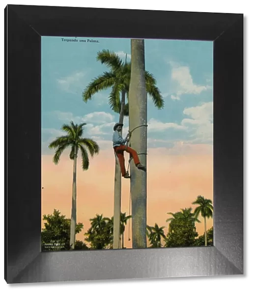 Climbing a palm tree, Cuba, c1920