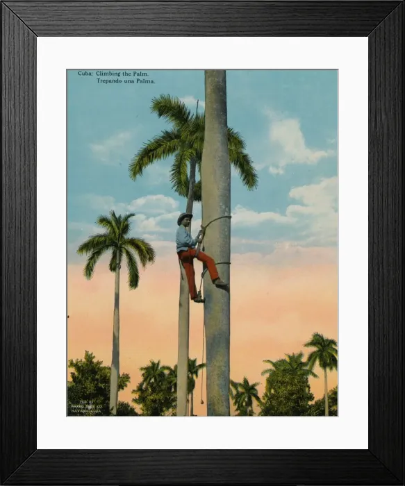 Framed Print : Climbing a palm tree, Cuba, c1920 Framed Print : Climbing a palm tree, Cuba, c1920