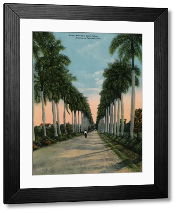 Framed Print : Avenue of royal palms, Cuba, c1920 Framed Print : Avenue of royal palms, Cuba, c1920