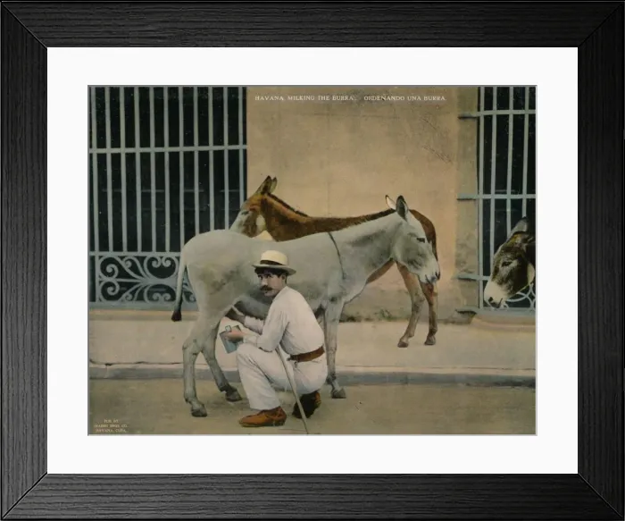 Framed Print : Milking donkeys, Havana, Cuba, c1920 Framed Print : Milking donkeys, Havana, Cuba, c1920