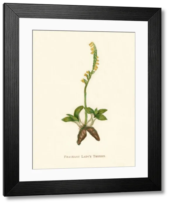 Framed Print : Fragrant Ladys Tresses, c1891, (1891). Artist: Anne Pratt Framed Print : Fragrant Ladys Tresses, c1891, (1891). Artist: Anne Pratt