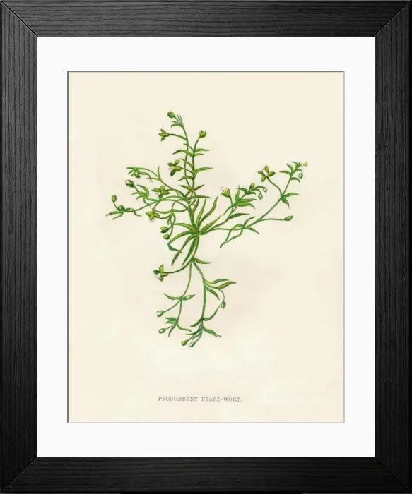 Framed Print : Procumbent Pearl-Wort, c1891, (1891). Artist: Anne Pratt Framed Print : Procumbent Pearl-Wort, c1891, (1891). Artist: Anne Pratt