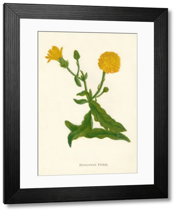 Framed Print : Hawkweed Picris, c1891, (1891). Artist: Anne Pratt Framed Print : Hawkweed Picris, c1891, (1891). Artist: Anne Pratt