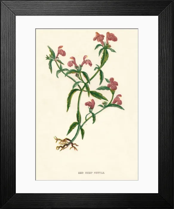 Framed Print : Red Hemp Nettle, c1891, (1891). Artist: Anne Pratt Framed Print : Red Hemp Nettle, c1891, (1891). Artist: Anne Pratt