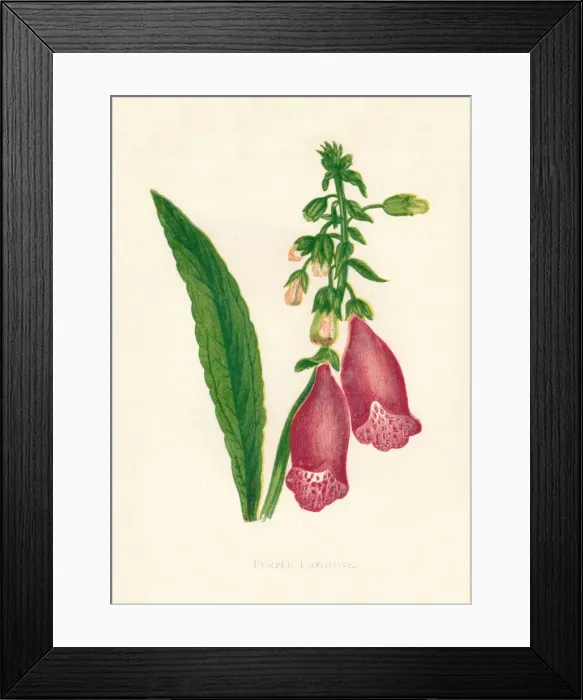 Framed Print : Purple Foxglove, c1891, (1891). Artist: Anne Pratt Framed Print : Purple Foxglove, c1891, (1891). Artist: Anne Pratt
