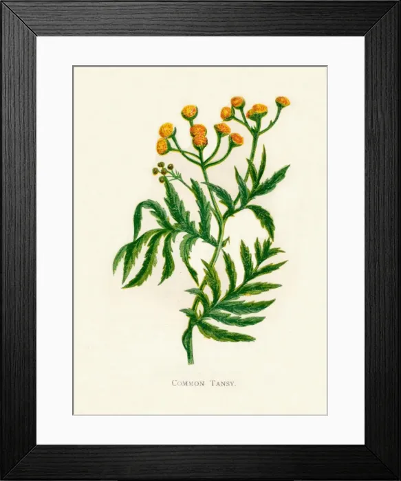 Framed Print : Common Tansy, c1891, (1891). Artist: Anne Pratt Framed Print : Common Tansy, c1891, (1891). Artist: Anne Pratt
