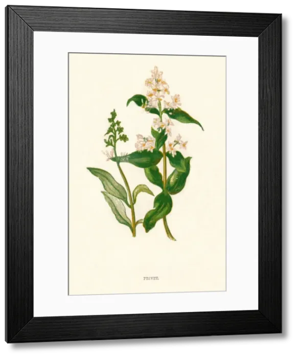 Framed Print : Privet, c1891, (1891). Artist: Anne Pratt Framed Print : Privet, c1891, (1891). Artist: Anne Pratt