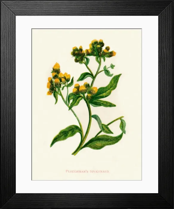 Framed Print : Ploughmans Spikenard, c1891, (1891). Artist: Anne Pratt Framed Print : Ploughmans Spikenard, c1891, (1891). Artist: Anne Pratt