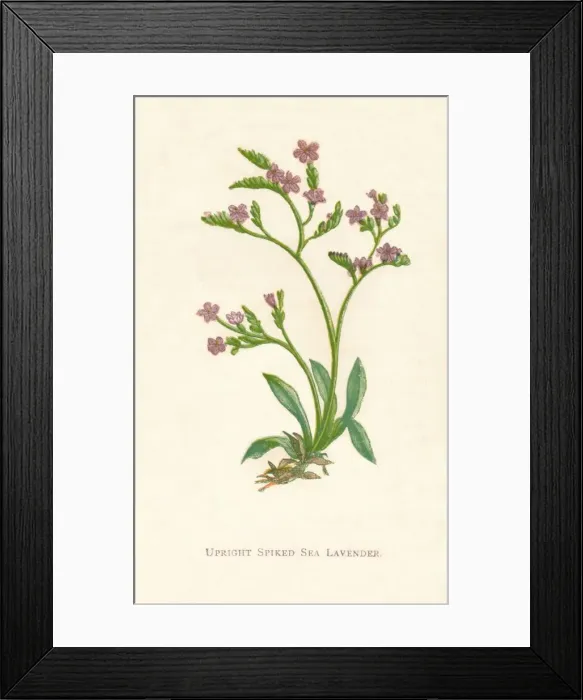 Framed Print : Upright Spiked Sea Lavender, c1891, (1891). Artist: Anne Pratt Framed Print : Upright Spiked Sea Lavender, c1891, (1891). Artist: Anne Pratt