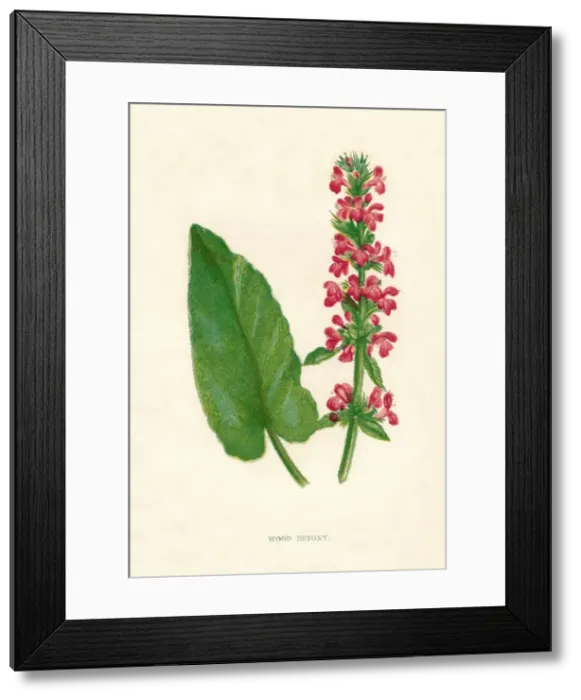 Framed Print : Wood Betony, c1891, (1891). Artist: Anne Pratt