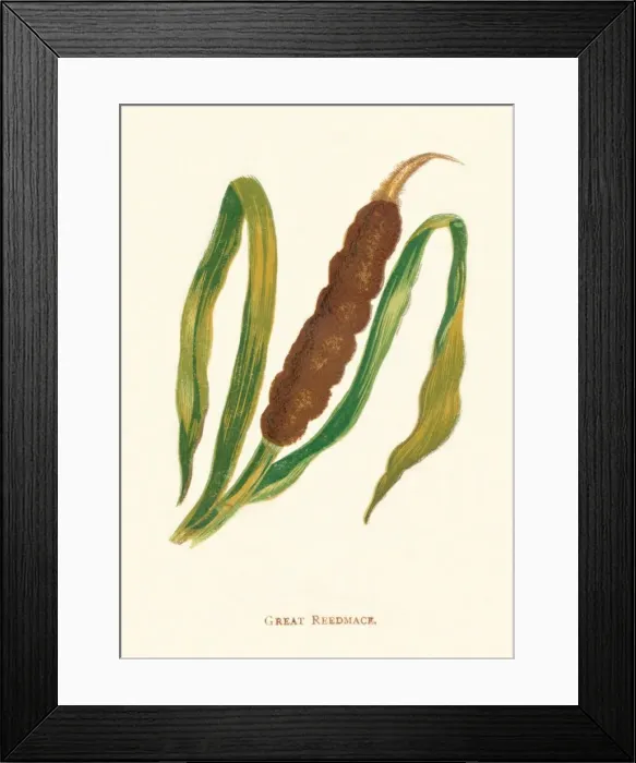 Framed Print : Great Reedmace, c1891, (1891). Artist: Anne Pratt Framed Print : Great Reedmace, c1891, (1891). Artist: Anne Pratt