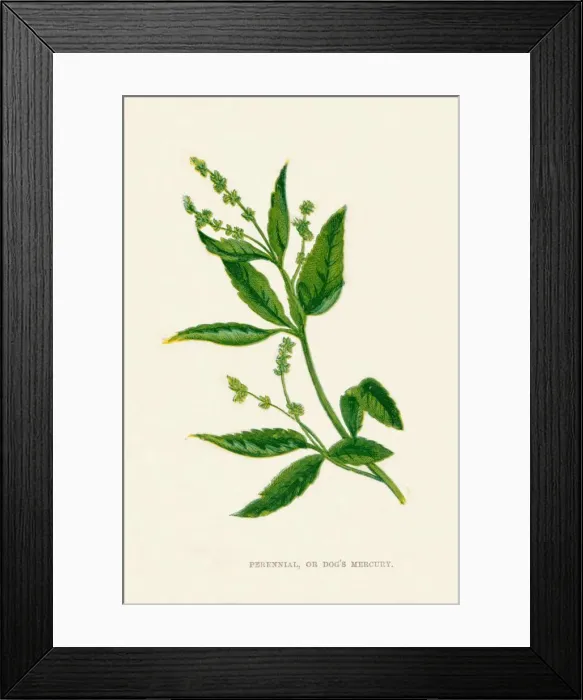 Framed Print : Perennial, or Dogs Mercury, c1891, (1891). Artist: Anne Pratt Framed Print : Perennial, or Dogs Mercury, c1891, (1891). Artist: Anne Pratt