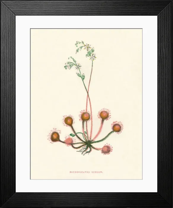 Framed Print : Round-Leaved Sundew, c1891, (1891). Artist: Anne Pratt Framed Print : Round-Leaved Sundew, c1891, (1891). Artist: Anne Pratt
