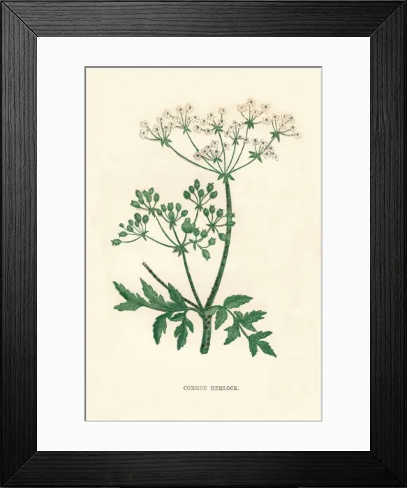 Framed Print : Common Hemlock, c1891, (1891). Artist: Anne Pratt Framed Print : Common Hemlock, c1891, (1891). Artist: Anne Pratt