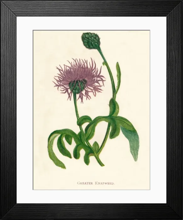 Framed Print : Greater Knapweed, c1891, (1891). Artist: Anne Pratt Framed Print : Greater Knapweed, c1891, (1891). Artist: Anne Pratt