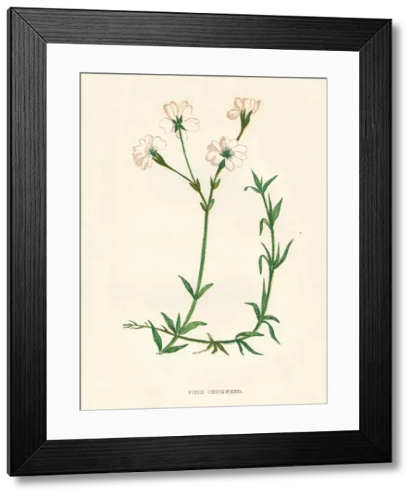 Framed Print : Field Chickweed, c1891, (1891). Artist: Anne Pratt Framed Print : Field Chickweed, c1891, (1891). Artist: Anne Pratt