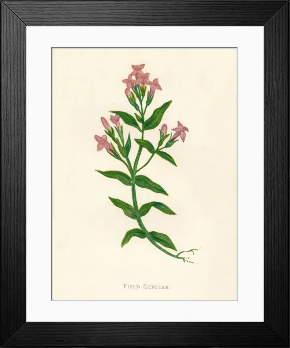 Framed Print : Field Gentian, c1891, (1891). Artist: Anne Pratt Framed Print : Field Gentian, c1891, (1891). Artist: Anne Pratt