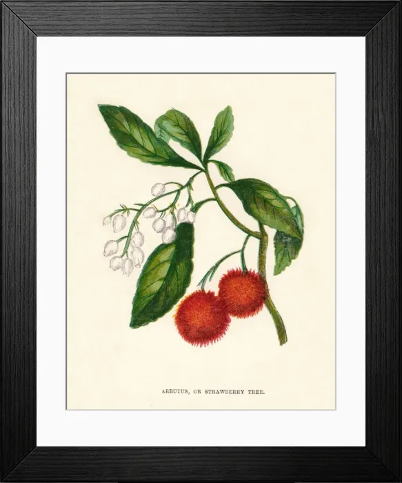 Framed Print : Arbutus, or Strawberry Tree, c1891, (1891). Artist: Anne Pratt Framed Print : Arbutus, or Strawberry Tree, c1891, (1891). Artist: Anne Pratt