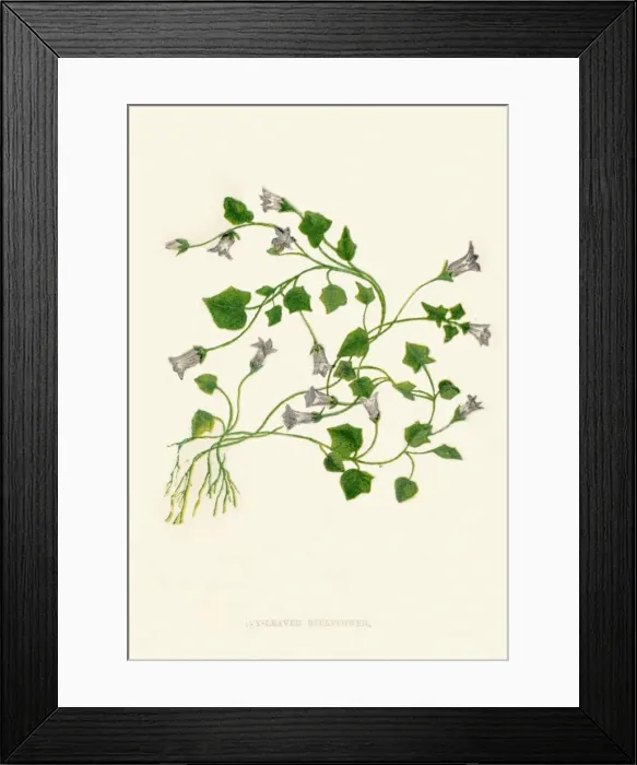 Framed Print : Ivy-Leaved Bellflower, c1891, (1891). Artist: Anne Pratt Framed Print : Ivy-Leaved Bellflower, c1891, (1891). Artist: Anne Pratt