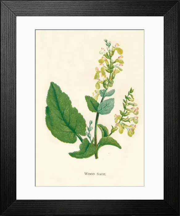Framed Print : Wood Sage, c1891, (1891). Artist: Anne Pratt Framed Print : Wood Sage, c1891, (1891). Artist: Anne Pratt