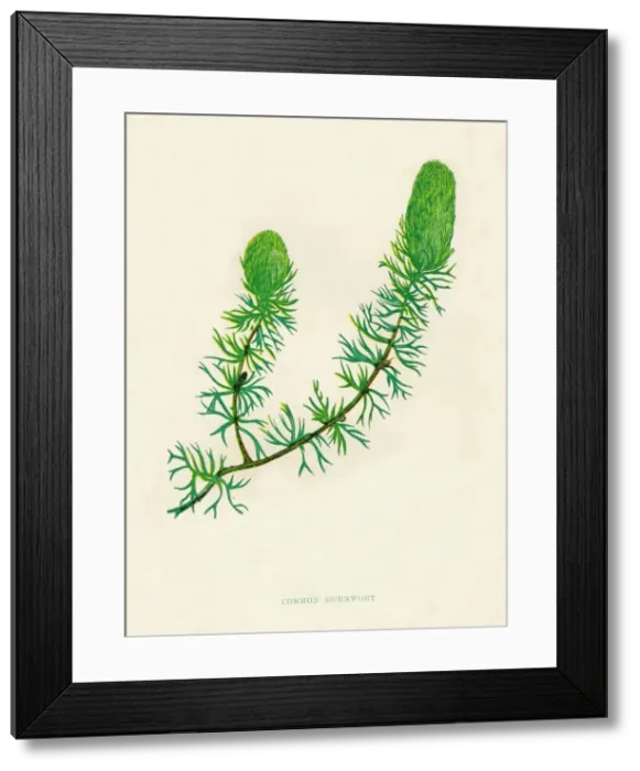 Framed Print : Common Hornwort, c1891, (1891). Artist: Anne Pratt Framed Print : Common Hornwort, c1891, (1891). Artist: Anne Pratt