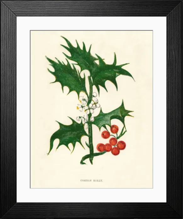 Framed Print : Common Holly, c1891, (1891). Artist: Anne Pratt Framed Print : Common Holly, c1891, (1891). Artist: Anne Pratt